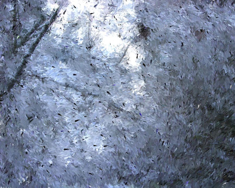 Behind the Branches