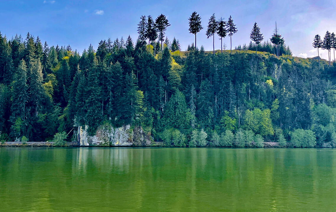 Evergreens on the Shore Evergreens on the Shore